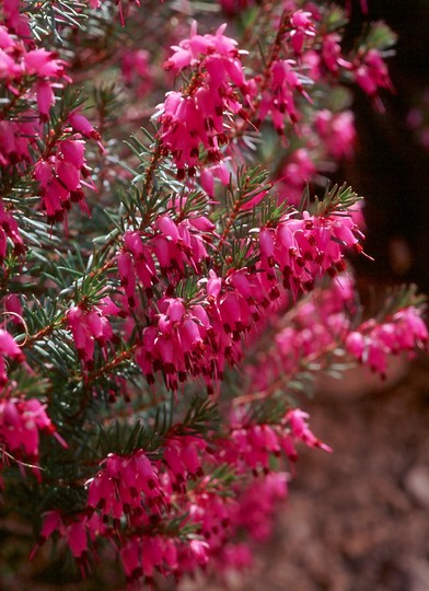 Erica carnea