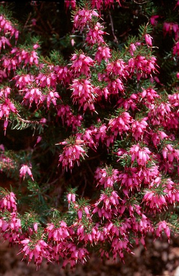 Erica carnea