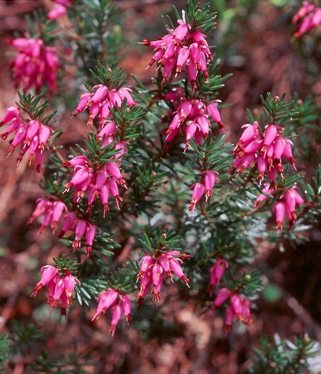 Erica carnea