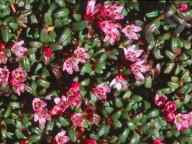 Loiseleuria procumbens