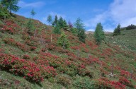 Rhododendron ferrugineum