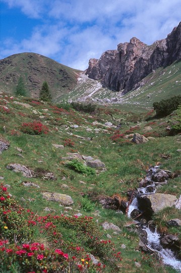 Rhododendron ferrugineum