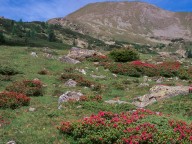 Rhododendron ferrugineum