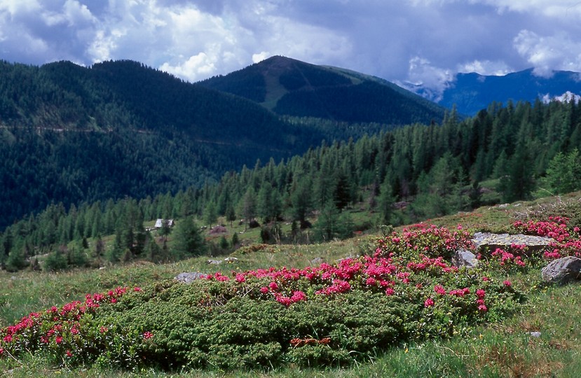 Rhododendron ferrugineum