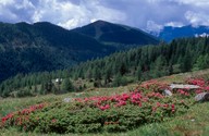 Rhododendron ferrugineum