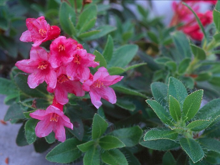 Rhododendron hirsutum