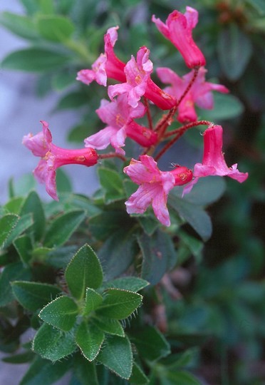 Rhododendron hirsutum