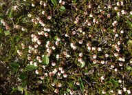 Cassiope hypnoides