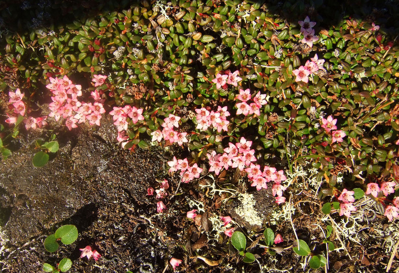 Loiseleuria procumbens