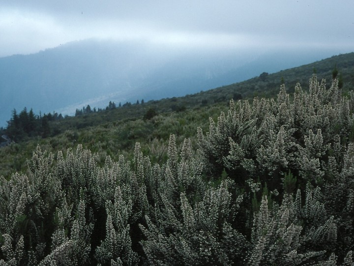 Erica arborea