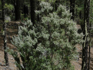 Erica arborea