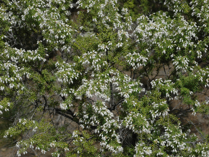 Erica arborea