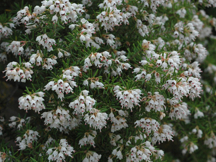 Erica arborea