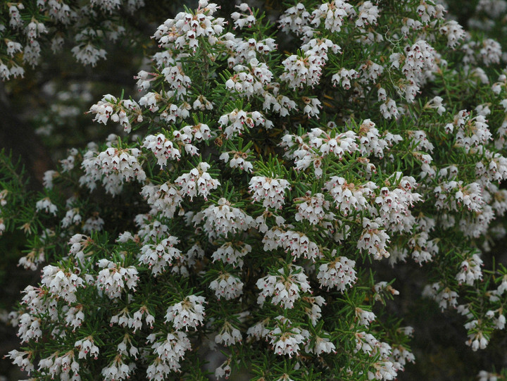 Erica arborea