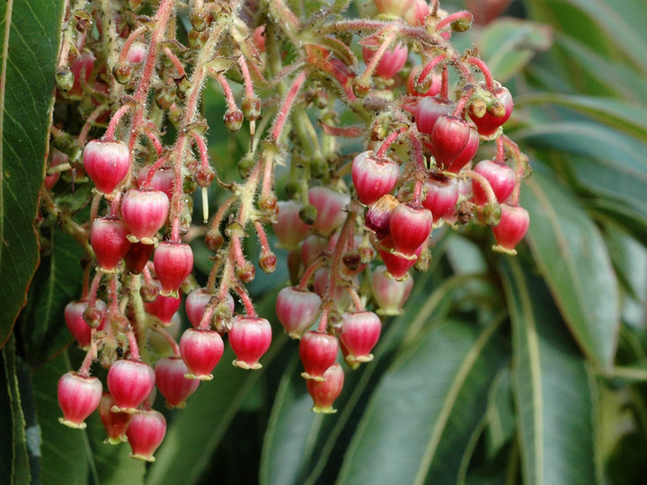 Arbutus canariensis