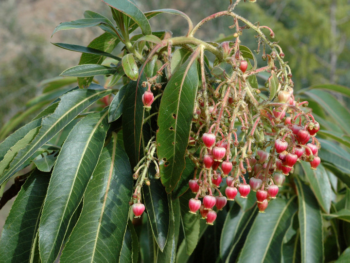 Arbutus canariensis