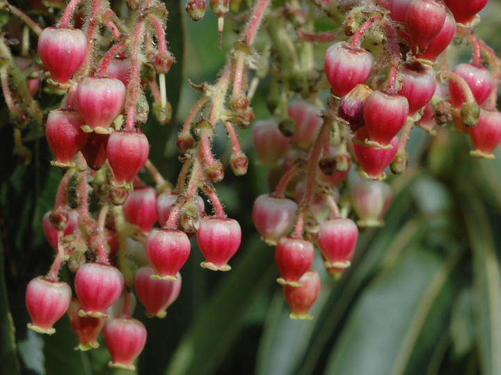 Arbutus canariensis