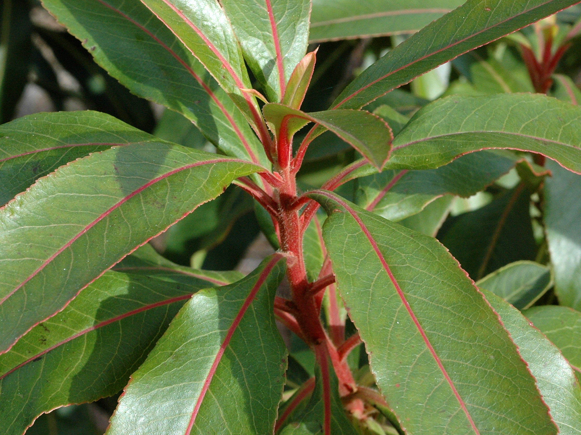Arbutus canariensis