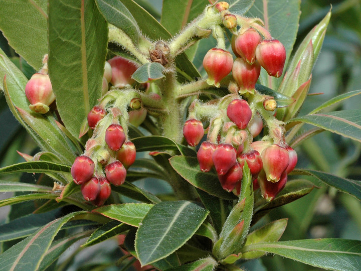 Arbutus canariensis