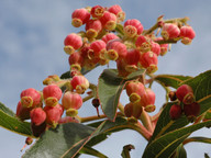 Arbutus canariensis