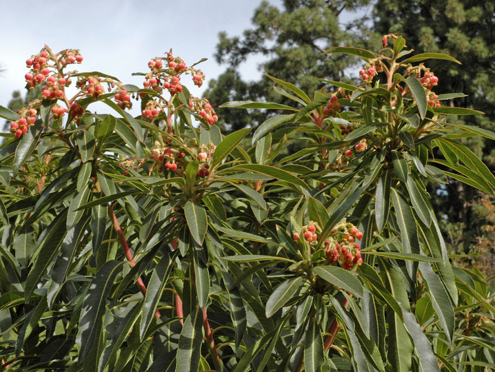 Arbutus canariensis