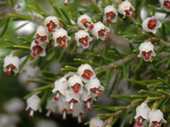 Erica arborea