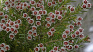 Erica arborea