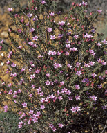 Eriostemon sp.