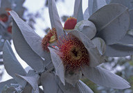 Eucalyptus macrocarpa