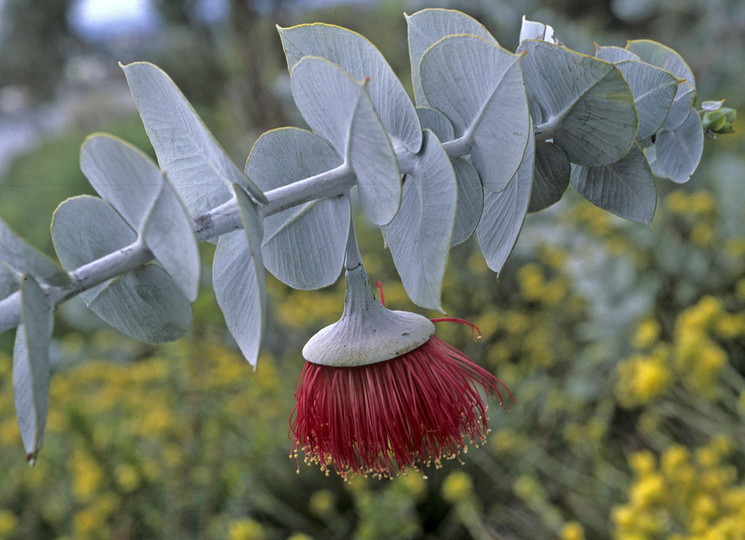 Eucalyptus rhodantha