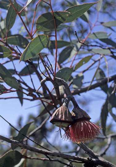 Eucalyptus pyriformis