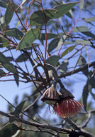 Eucalyptus pyriformis