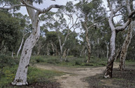 Eucalyptus wandoo