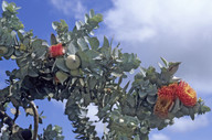 Eucalyptus macrocarpa