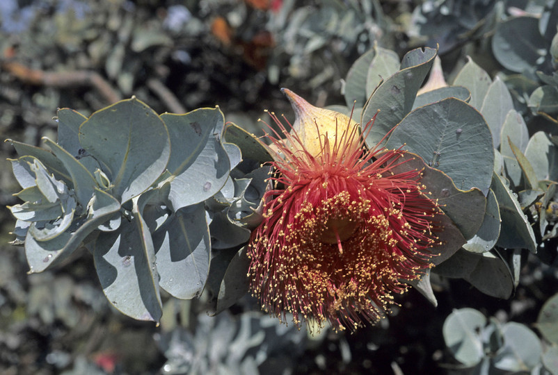 Eucalyptus macrocarpa