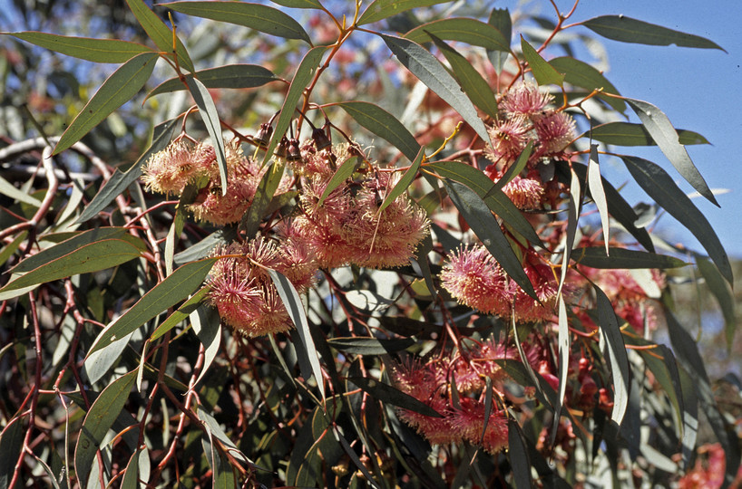 Eucalyptus torquata