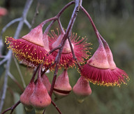 Eucalyptus caesia