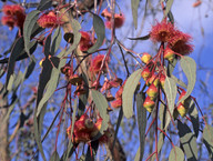 Eucalyptus leucoxylon