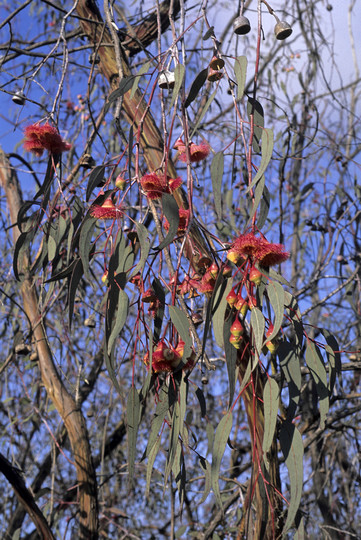 Eucalyptus leucoxylon