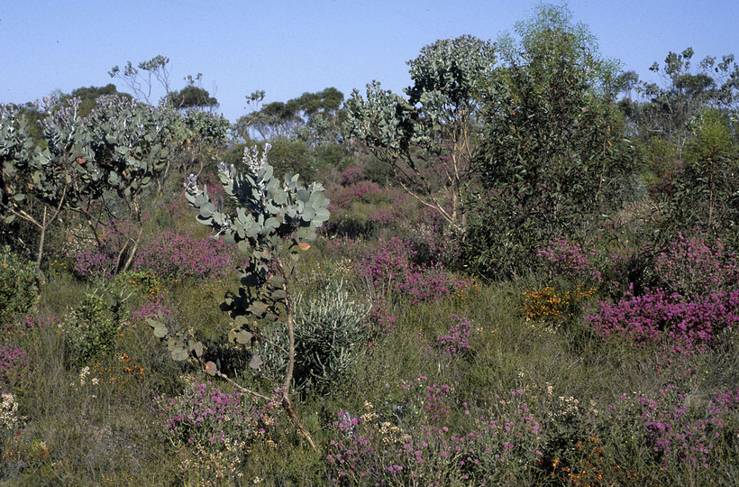 Eucalyptus pleurocarpa