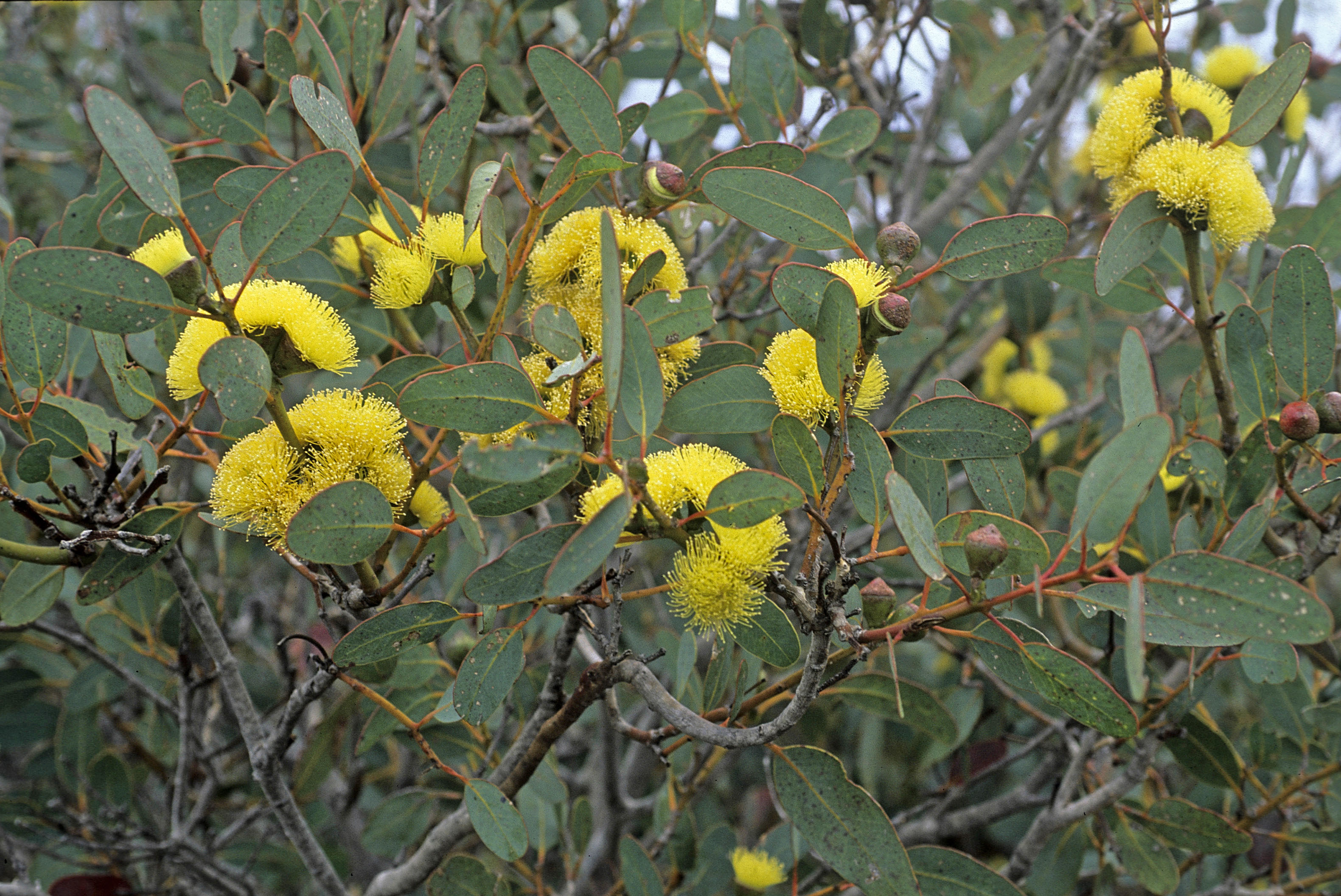 Eucalyptus preissiana