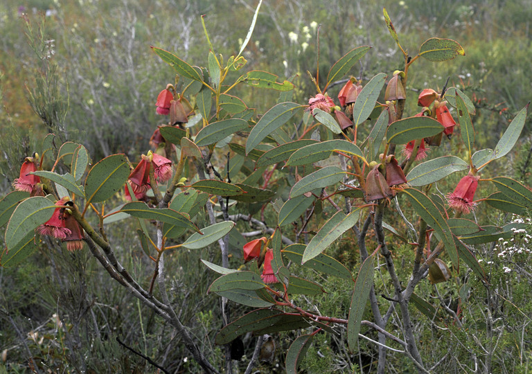 Eucalyptus tetraptera