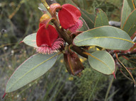 Eucalyptus tetraptera