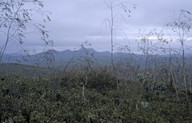 Eucalyptus sepulcralis