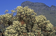 Eucalyptus sp.1