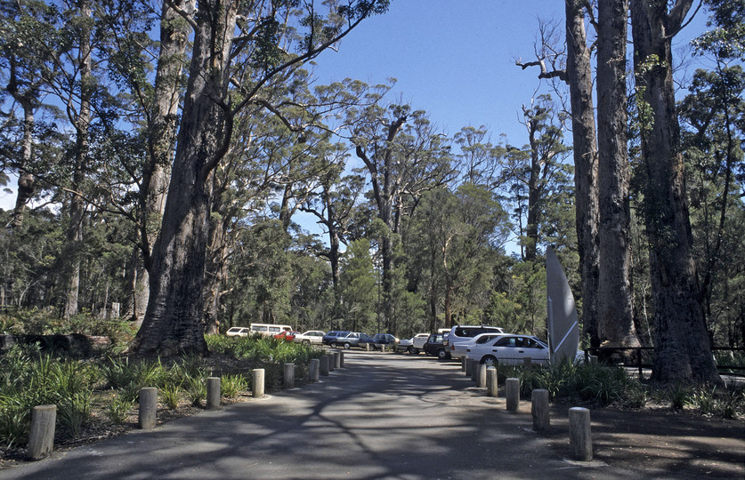 Eucalyptus diversicolor