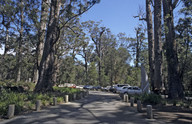 Eucalyptus diversicolor