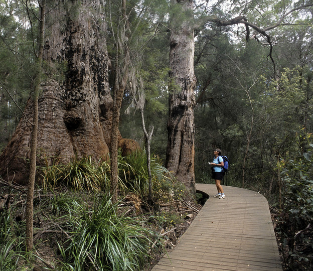 Eucalyptus jacksonii