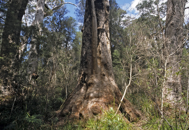 Eucalyptus jacksonii