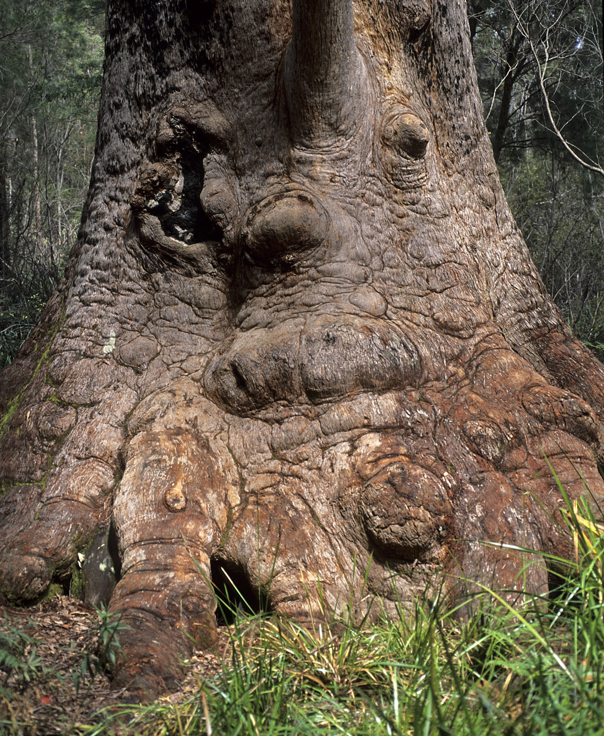 Eucalyptus jacksonii